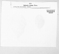 Mycosphaerella atomus image